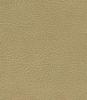 Buckskin